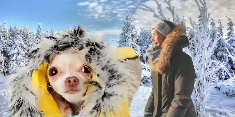 A dog and a girl enjoy the snow weather