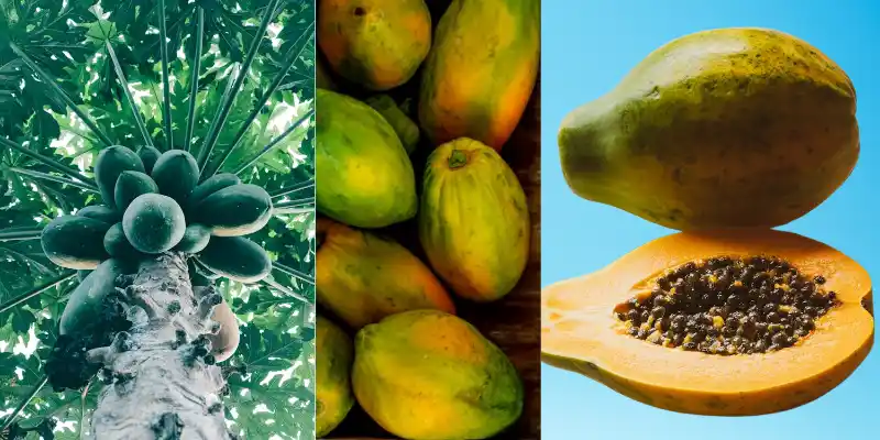 Papaya fruit for skincare