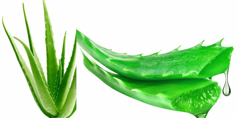 Use Aloe Vera for Skincare